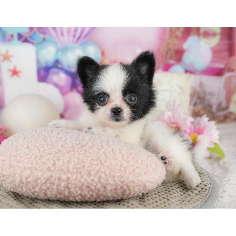 販売中の東京都のミックス犬-449227の3枚目