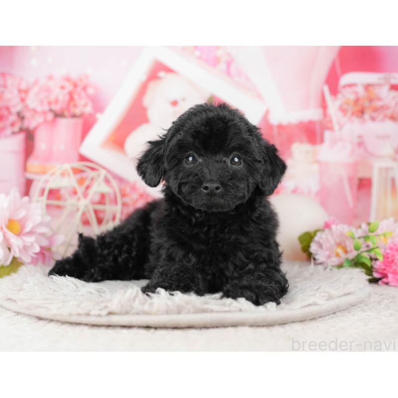 販売中の東京都のトイプードル-449222の1枚目