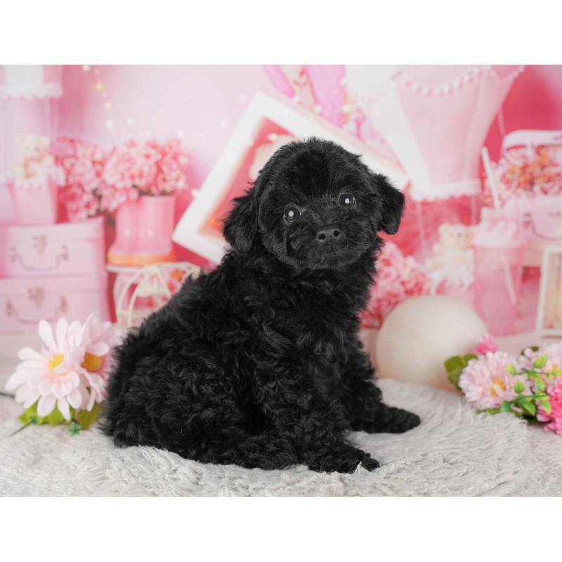 販売中の東京都のトイプードル-449222の11枚目