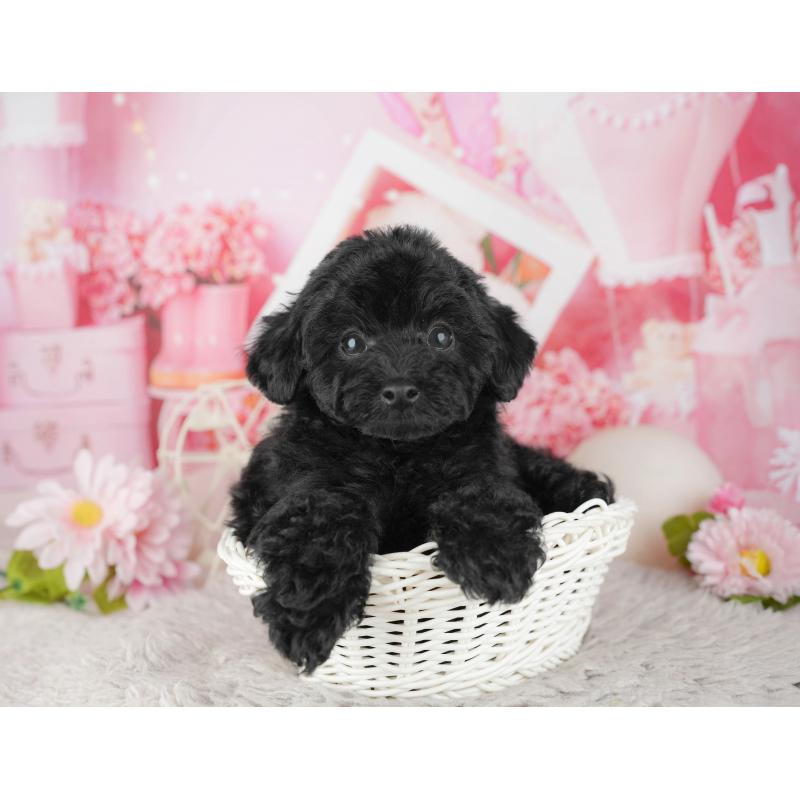 販売中の東京都のトイプードル-449222の10枚目