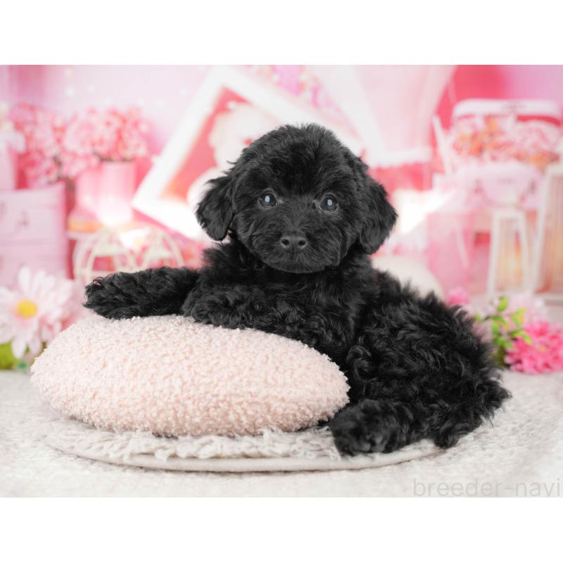 販売中の東京都のトイプードル-449222の9枚目