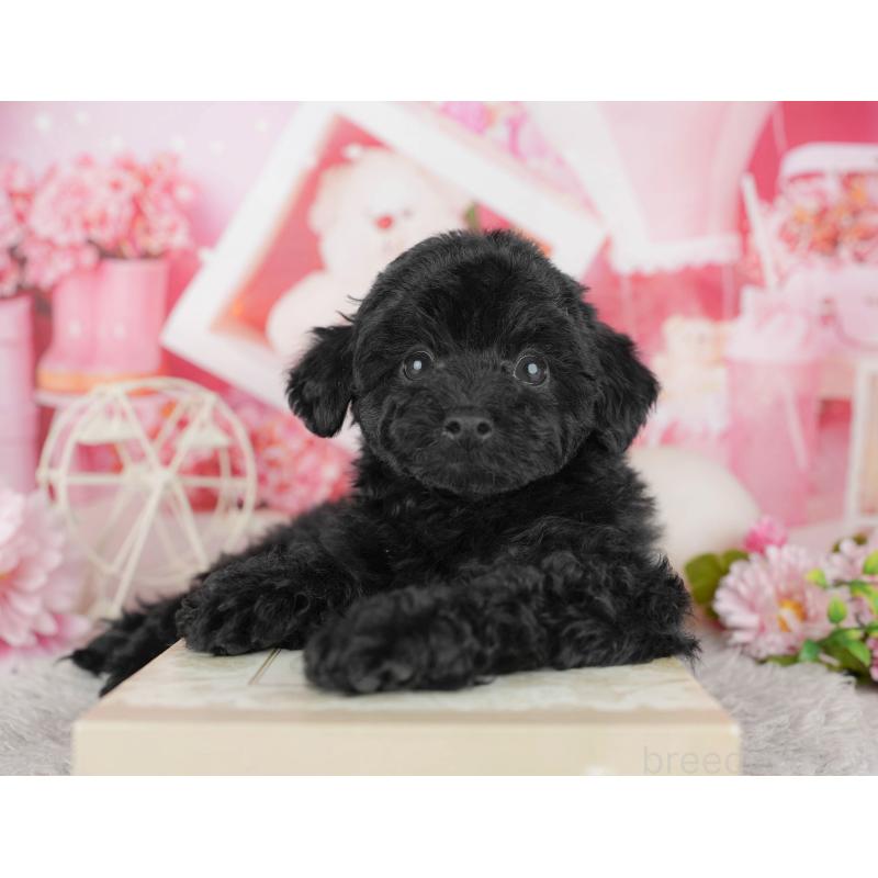 販売中の東京都のトイプードル-449222の8枚目