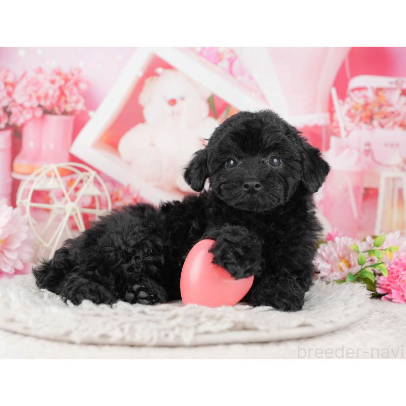 販売中の東京都のトイプードル-449222の5枚目