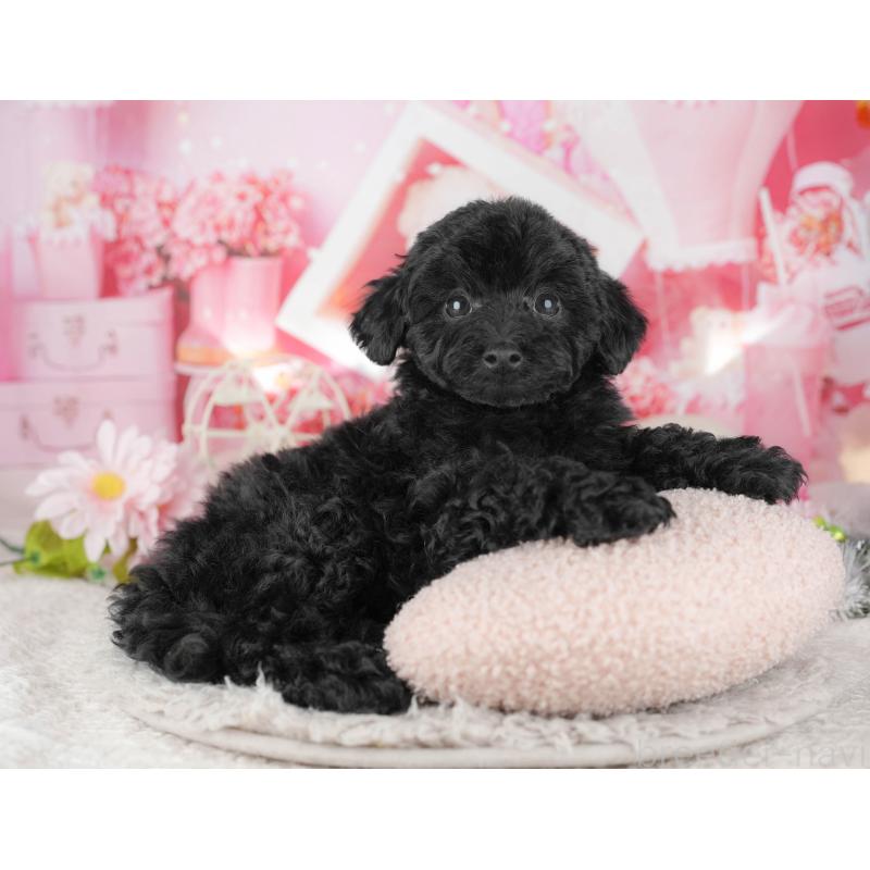 販売中の東京都のトイプードル-449222の3枚目