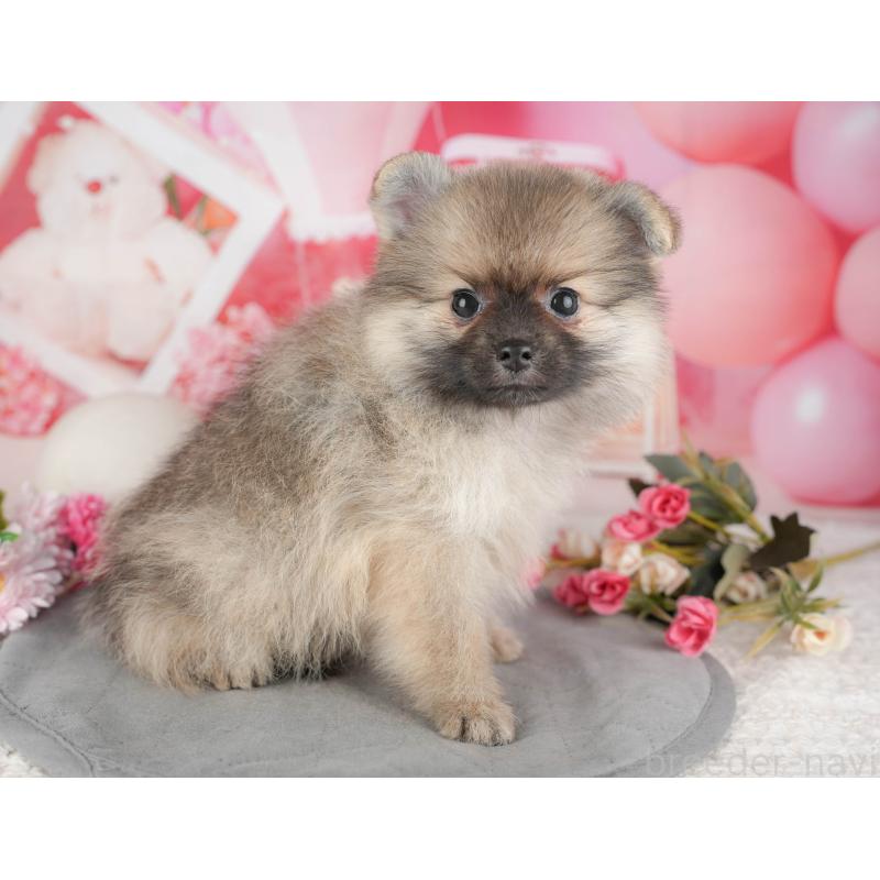 販売中の東京都のポメラニアン-449220の11枚目