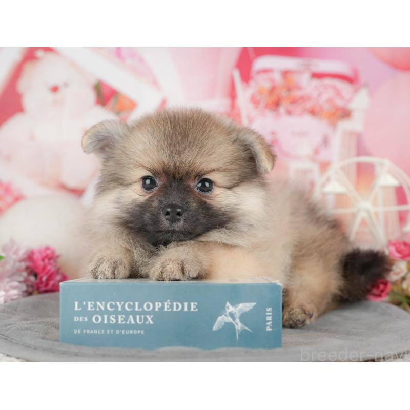 販売中の東京都のポメラニアン-449220の8枚目