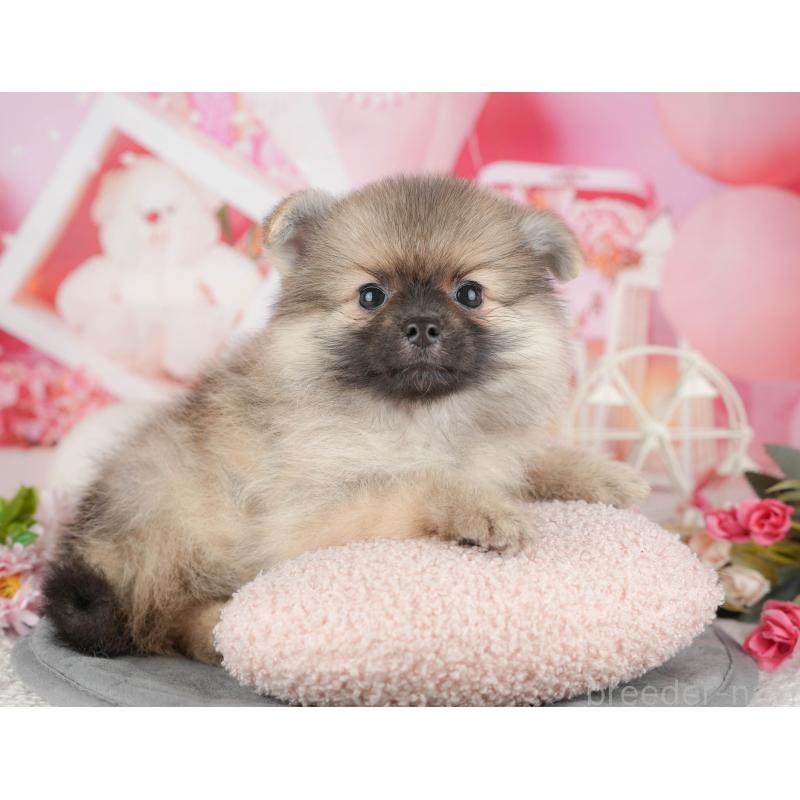 販売中の東京都のポメラニアン-449220の6枚目