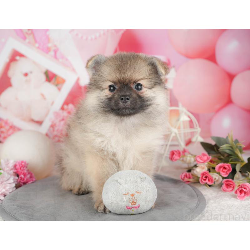 販売中の東京都のポメラニアン-449220の5枚目