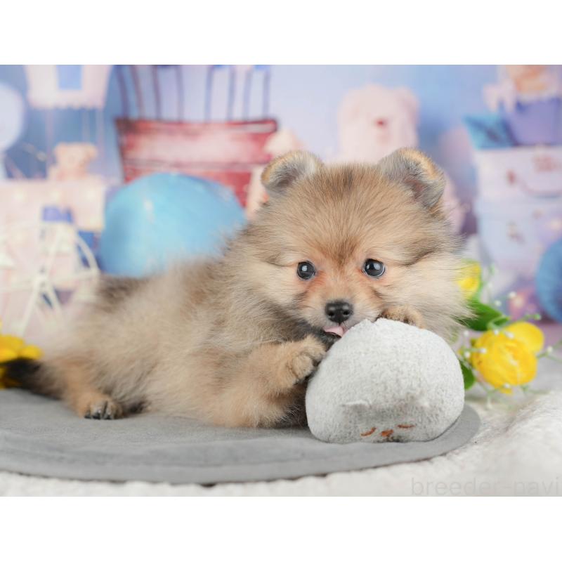 販売中の東京都のポメラニアン-449211の6枚目