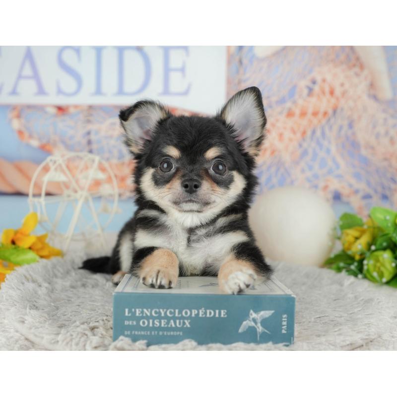 販売中ののチワワ(ロングコート)-449215