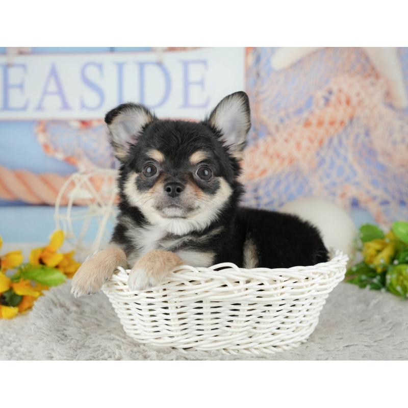 販売中の東京都のチワワ(ロングコート)-449215の11枚目