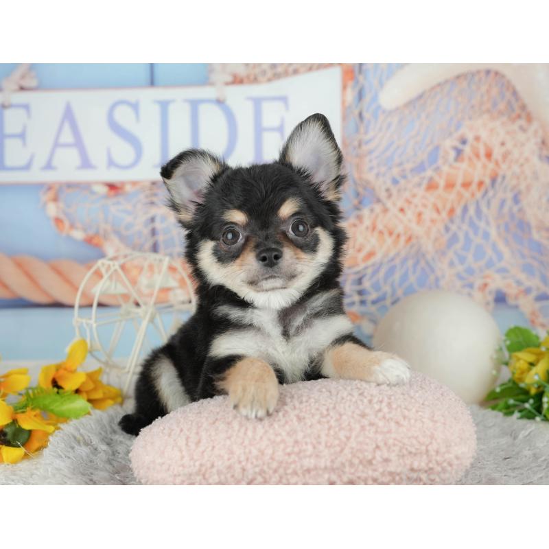 販売中の東京都のチワワ(ロングコート)-449215の10枚目