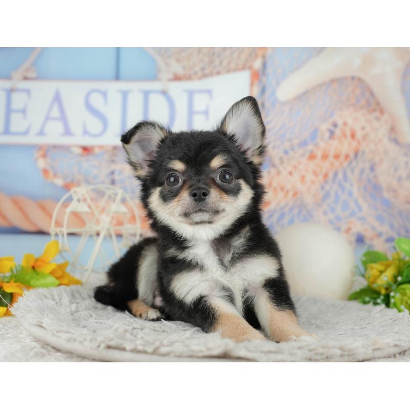 販売中の東京都のチワワ(ロングコート)-449215の9枚目