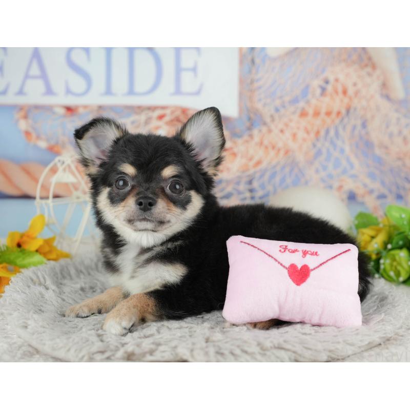 販売中の東京都のチワワ(ロングコート)-449215の8枚目