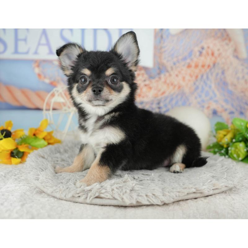 販売中の東京都のチワワ(ロングコート)-449215の7枚目