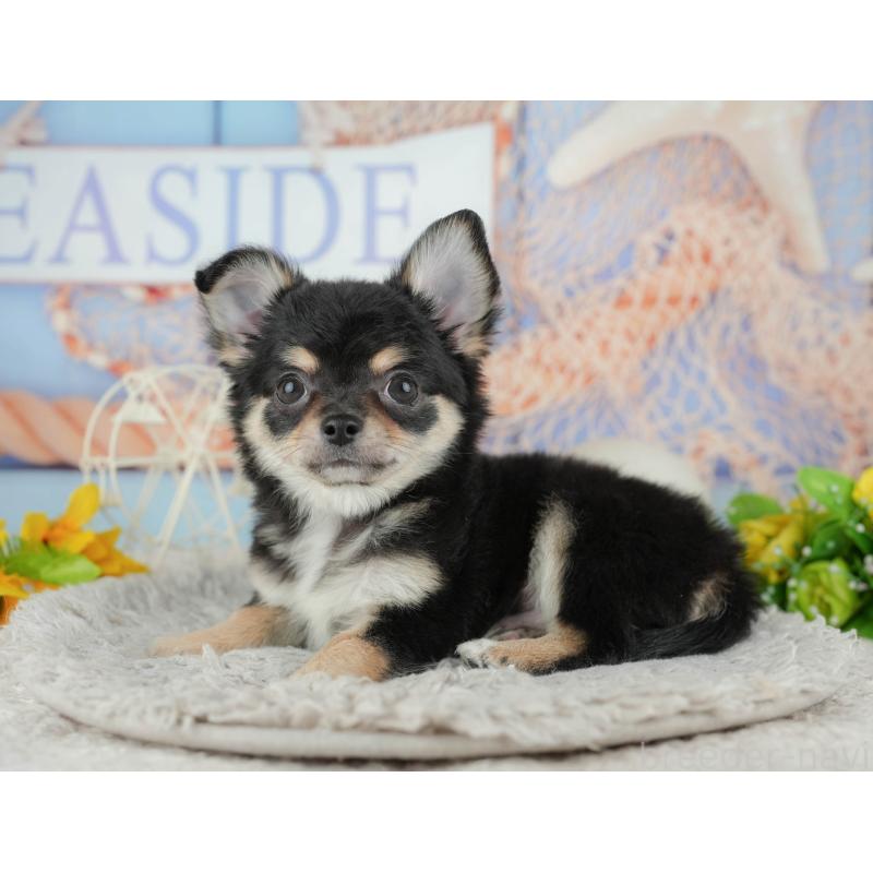 販売中の東京都のチワワ(ロングコート)-449215の6枚目