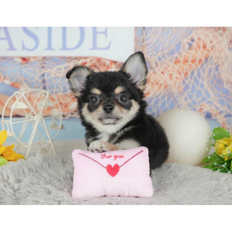 販売中の東京都のチワワ(ロングコート)-449215の5枚目