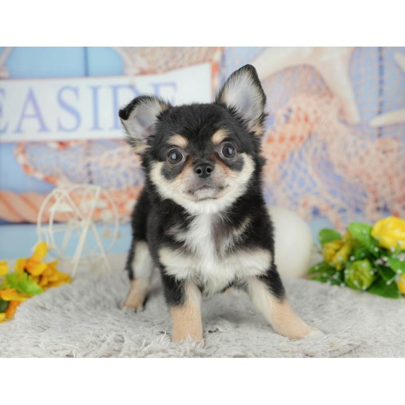 販売中の東京都のチワワ(ロングコート)-449215の3枚目