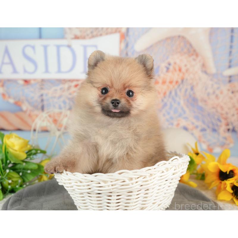 販売中の東京都のポメラニアン-449203の10枚目