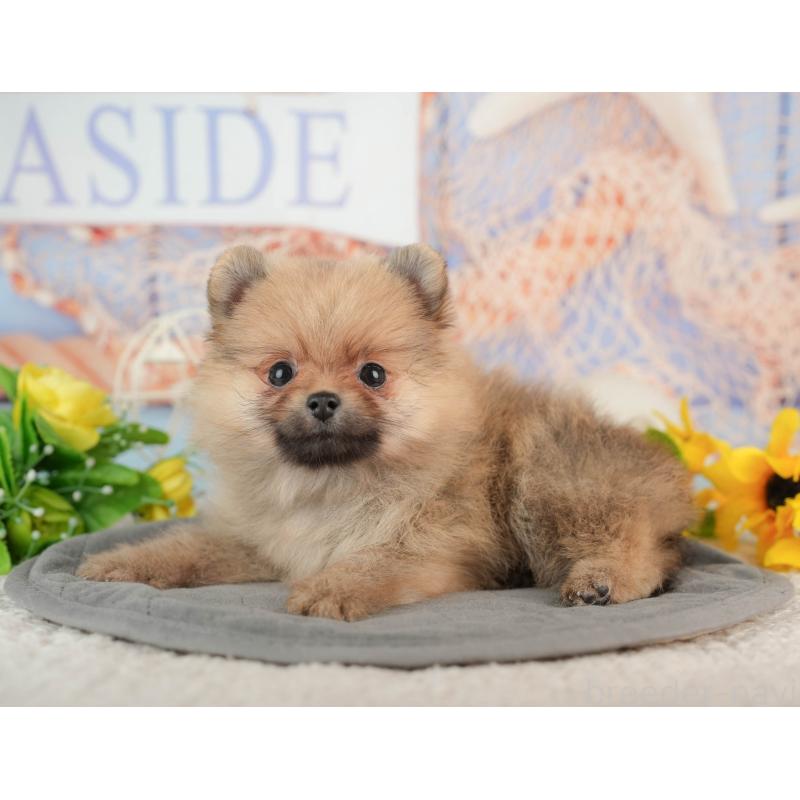 販売中の東京都のポメラニアン-449203の9枚目