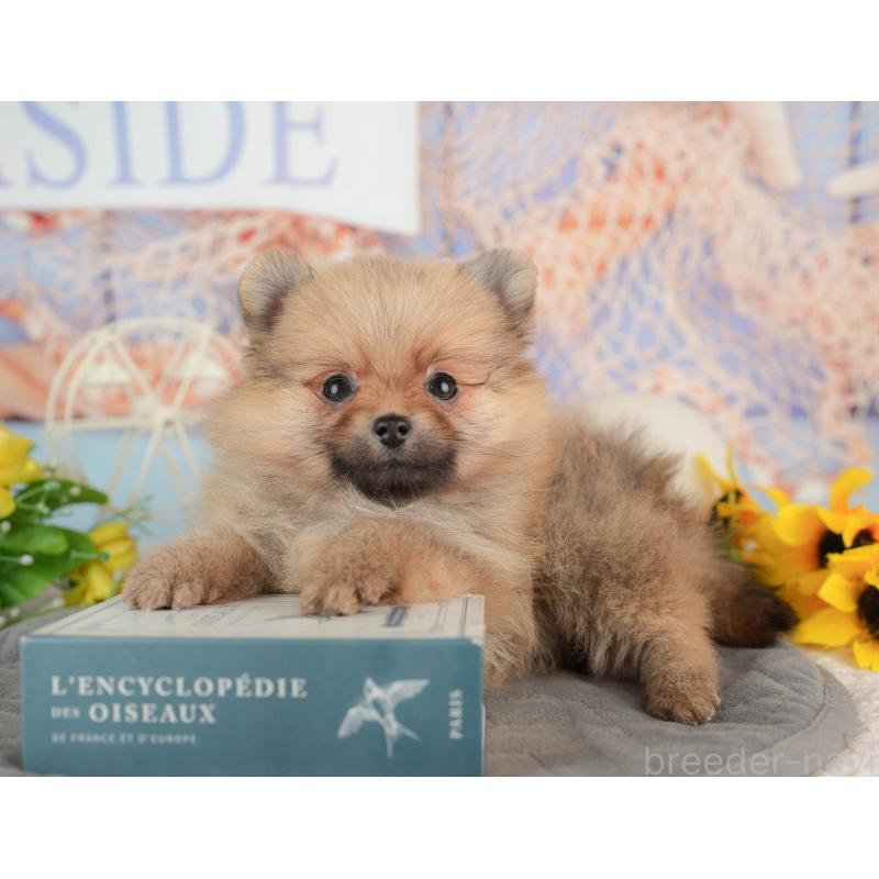 販売中の東京都のポメラニアン-449203の8枚目