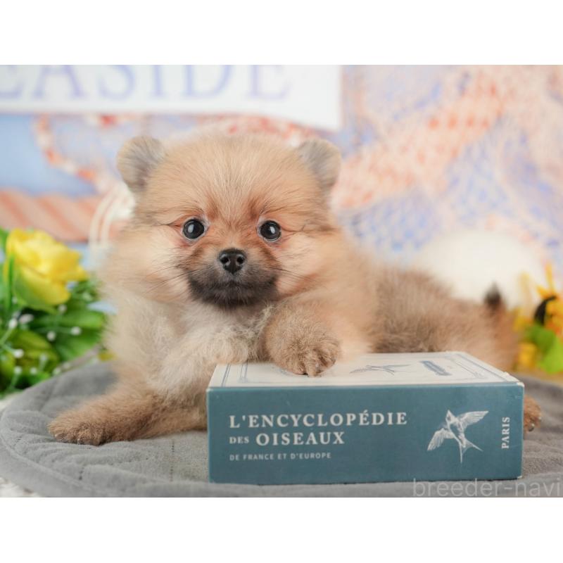 販売中の東京都のポメラニアン-449203の6枚目