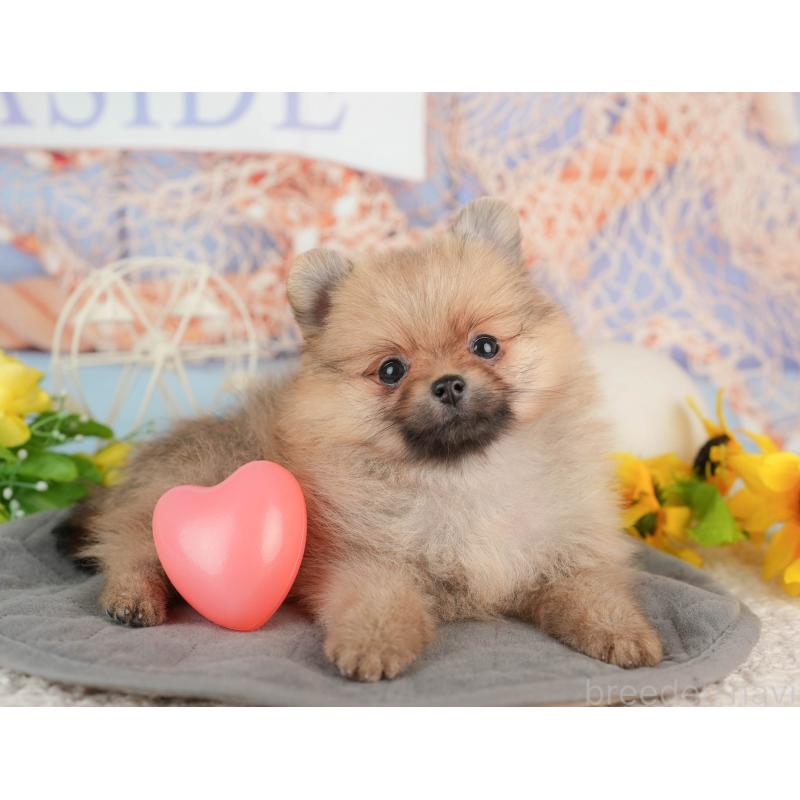 販売中の東京都のポメラニアン-449203の5枚目