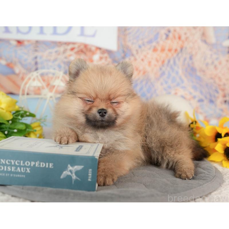 販売中の東京都のポメラニアン-449203の4枚目