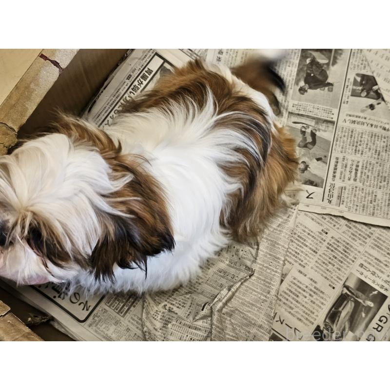 成約済の愛知県のシーズー-430171の9枚目