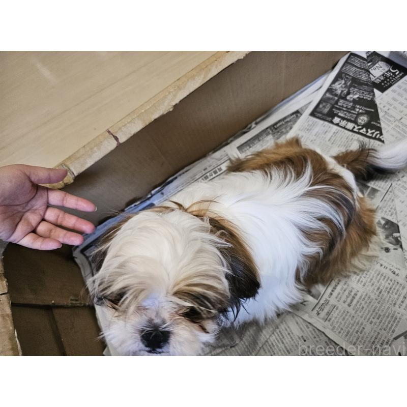 成約済の愛知県のシーズー-430171の8枚目