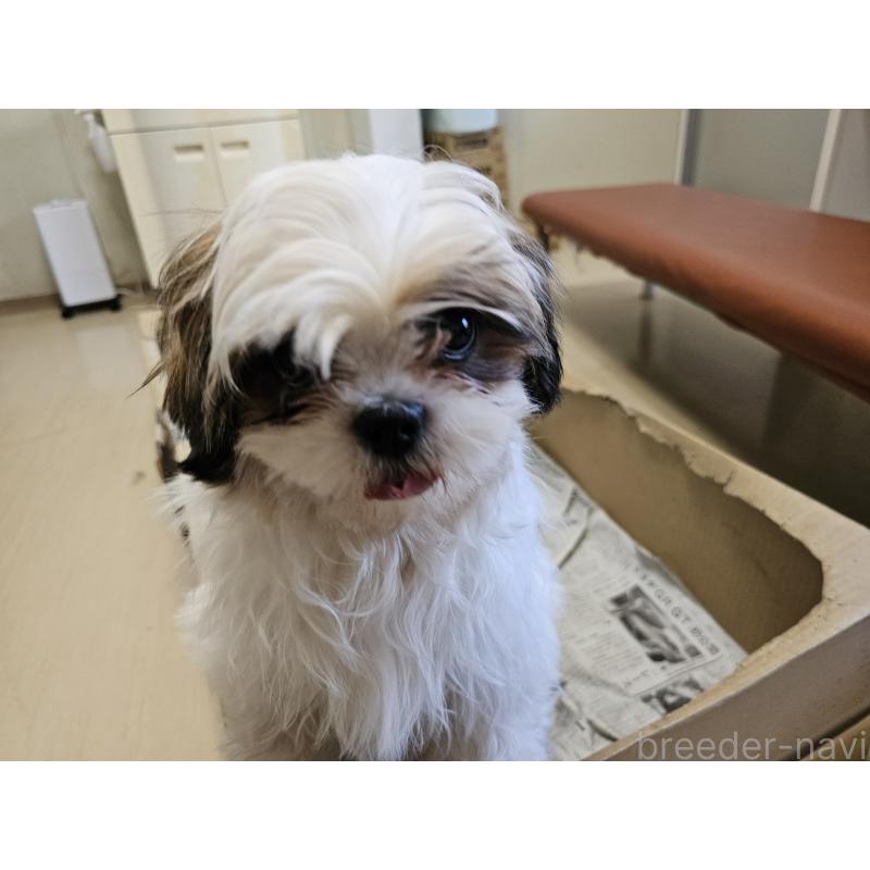 成約済の愛知県のシーズー-430171の4枚目