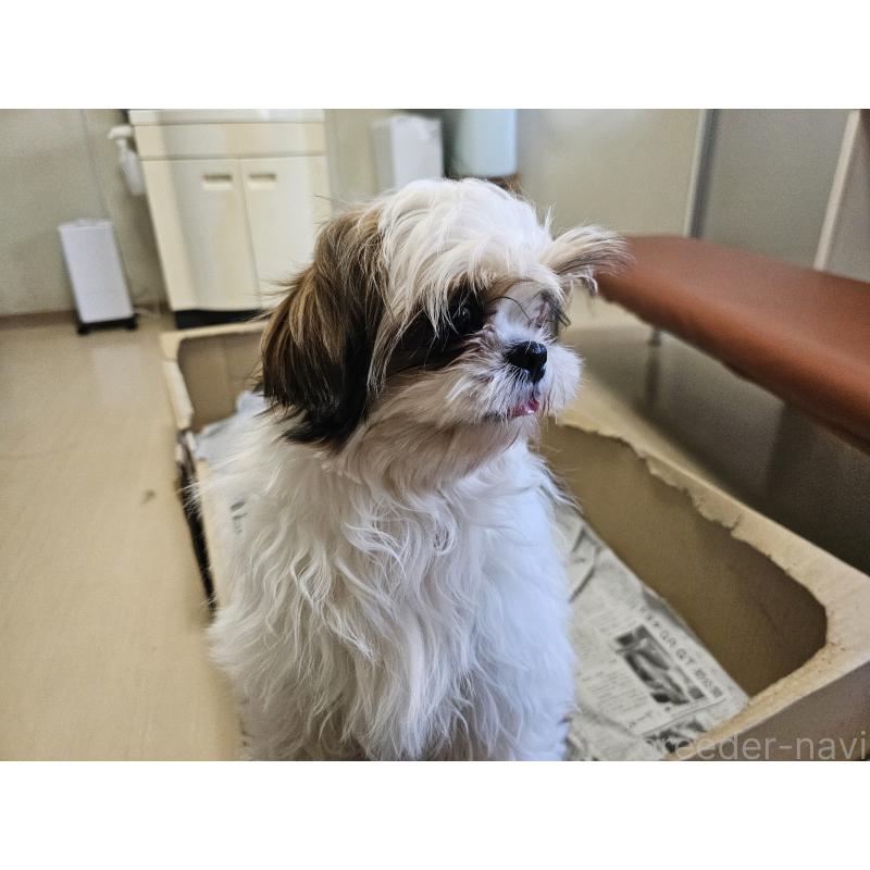 成約済の愛知県のシーズー-430171の3枚目