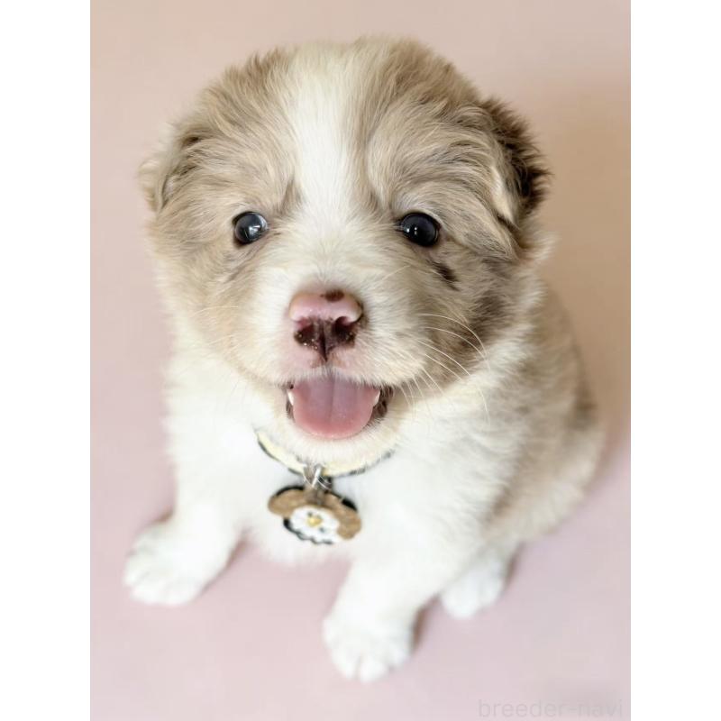 販売中の茨城県のボーダーコリー-449199の5枚目