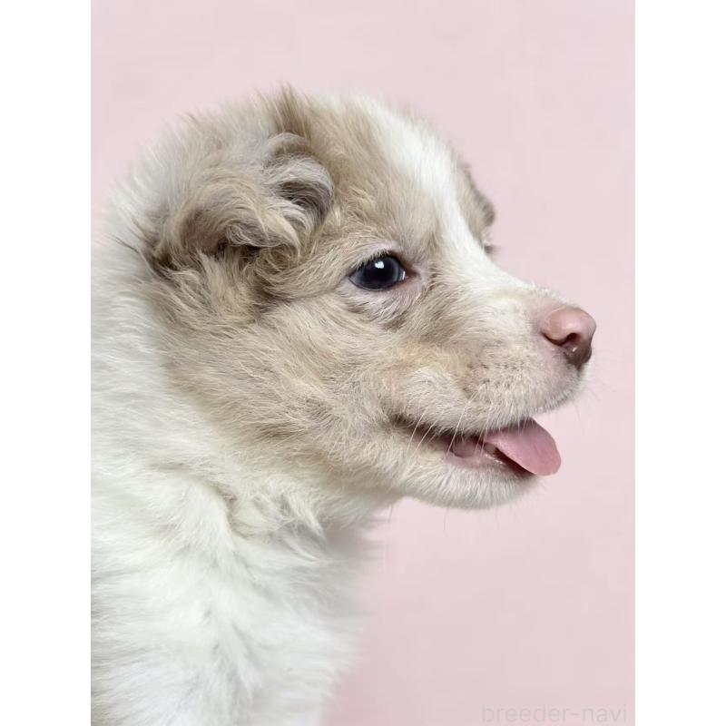 販売中の茨城県のボーダーコリー-449199の4枚目