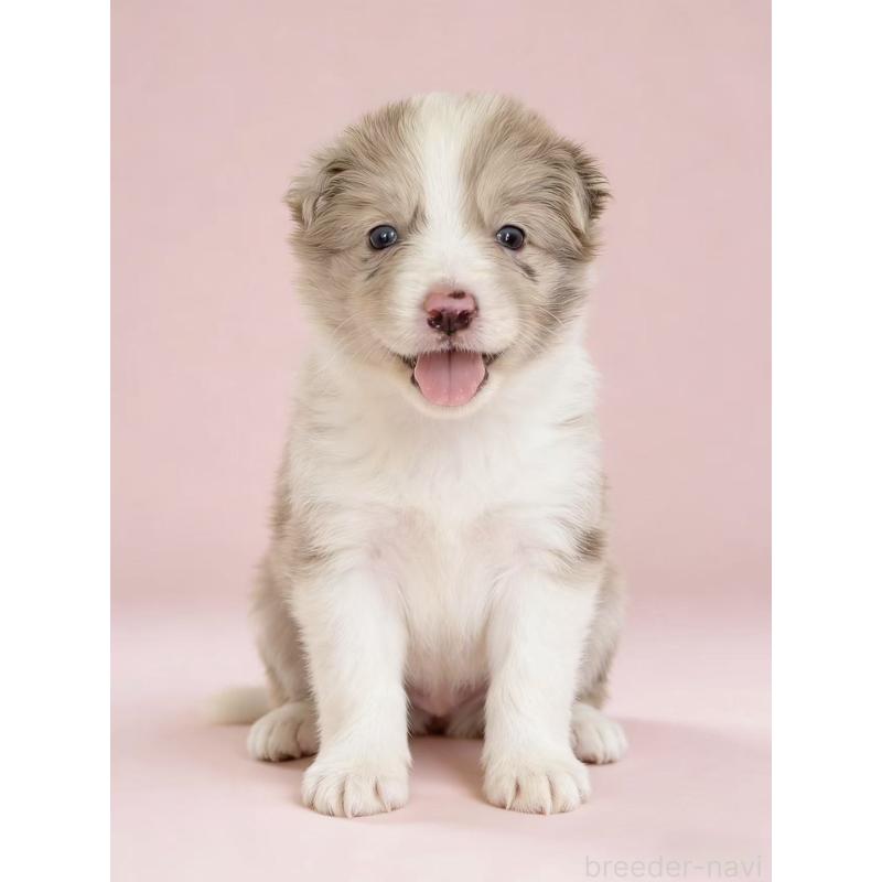 販売中の茨城県のボーダーコリー-449199の3枚目