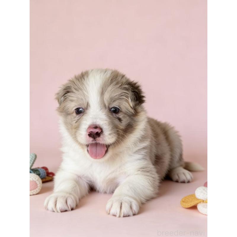 販売中の茨城県のボーダーコリー-449199の2枚目