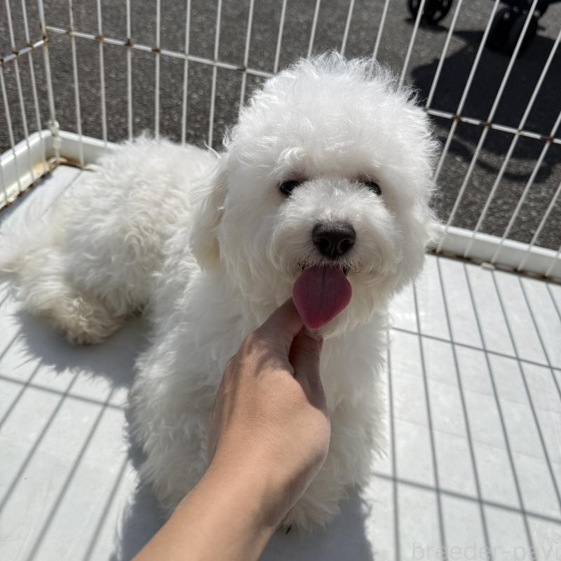 販売中の岐阜県のビションフリーゼ-449201の2枚目