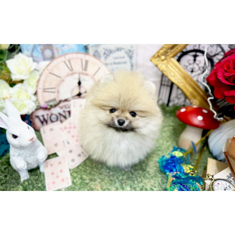 販売中の愛知県のポメラニアン-449202の4枚目