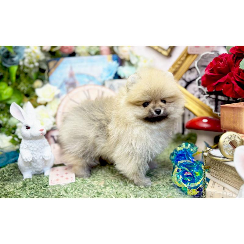 販売中の愛知県のポメラニアン-449202の2枚目