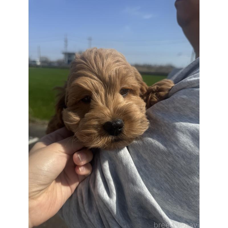 販売中の岐阜県のコッカプー:アメリカンコッカースパニエル×トイプードル-449204の4枚目