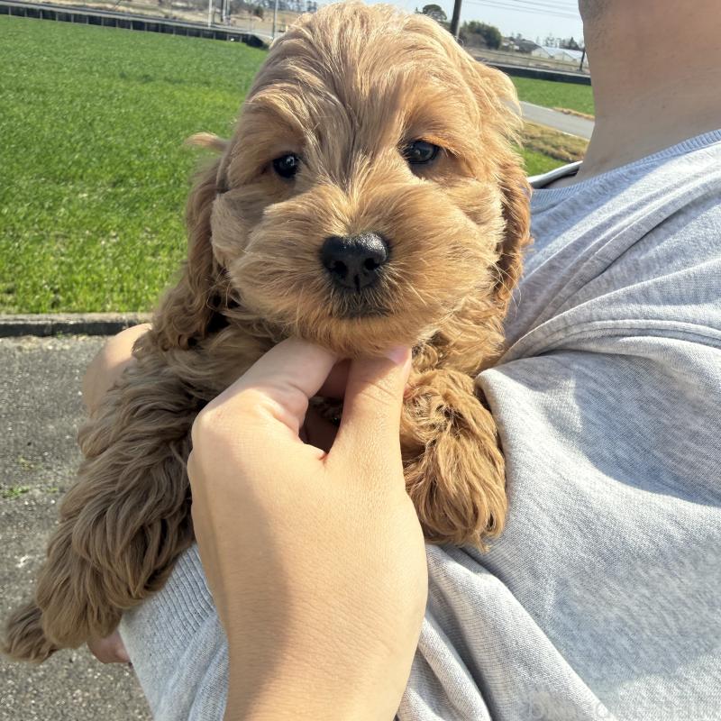 販売中の岐阜県のコッカプー:アメリカンコッカースパニエル×トイプードル-449204の3枚目