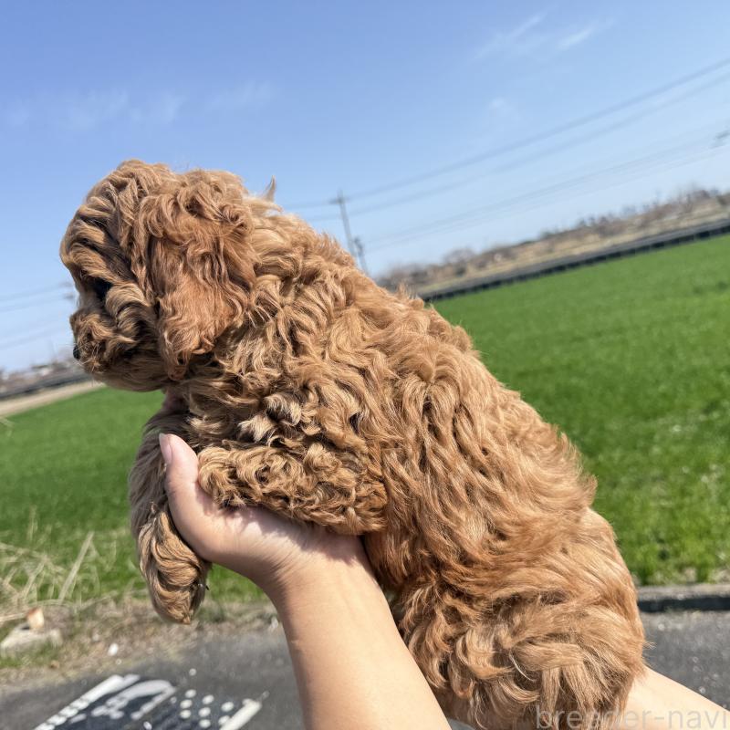 販売中の岐阜県のコッカプー:アメリカンコッカースパニエル×トイプードル-449204の2枚目
