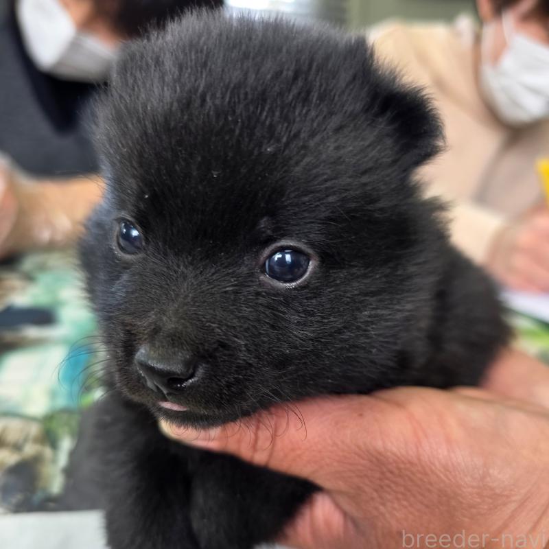 商談中の茨城県のスキッパーキ-449207の5枚目