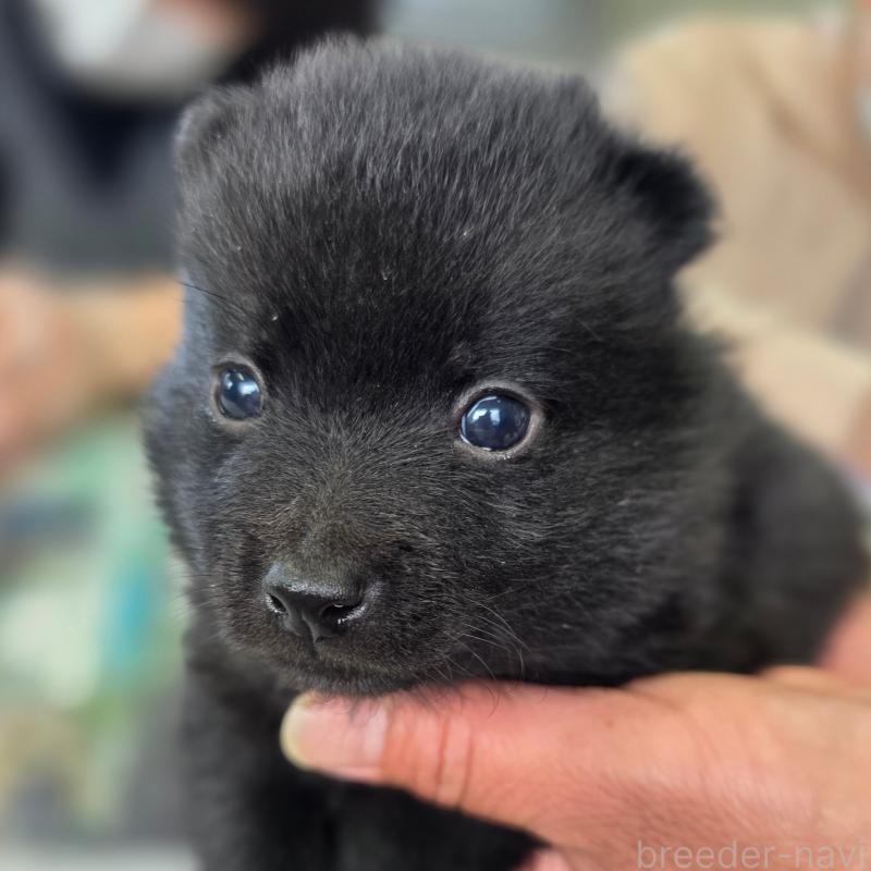 商談中の茨城県のスキッパーキ-449207の4枚目