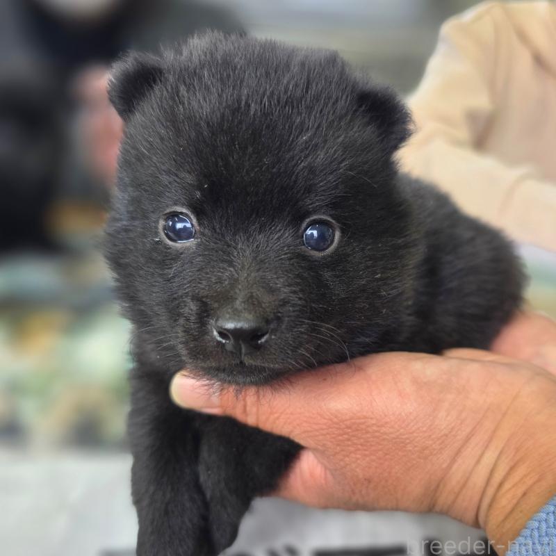 商談中の茨城県のスキッパーキ-449207の3枚目