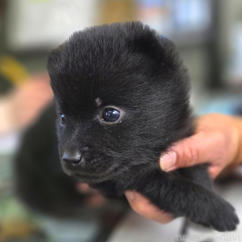 商談中の茨城県のスキッパーキ-449207の2枚目