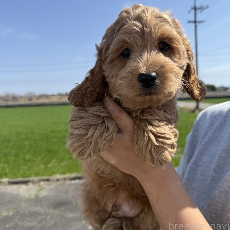 販売中の岐阜県のコッカプー:アメリカンコッカースパニエル×トイプードル-449208の3枚目