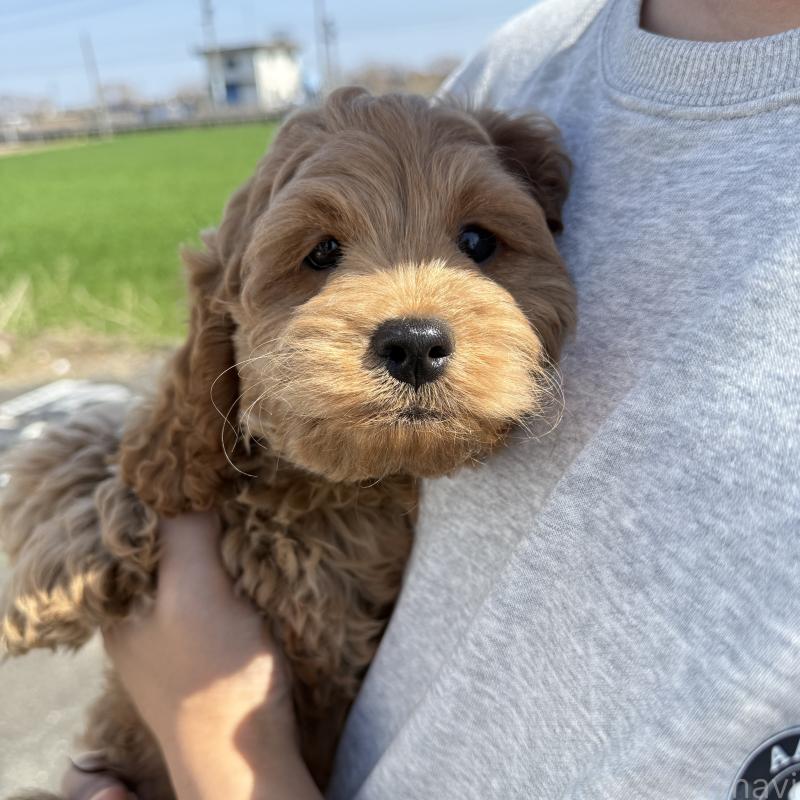 販売中の岐阜県のコッカプー:アメリカンコッカースパニエル×トイプードル-449208の2枚目