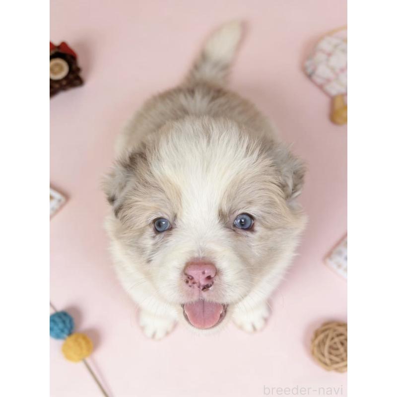 販売中の茨城県のボーダーコリー-449209の5枚目