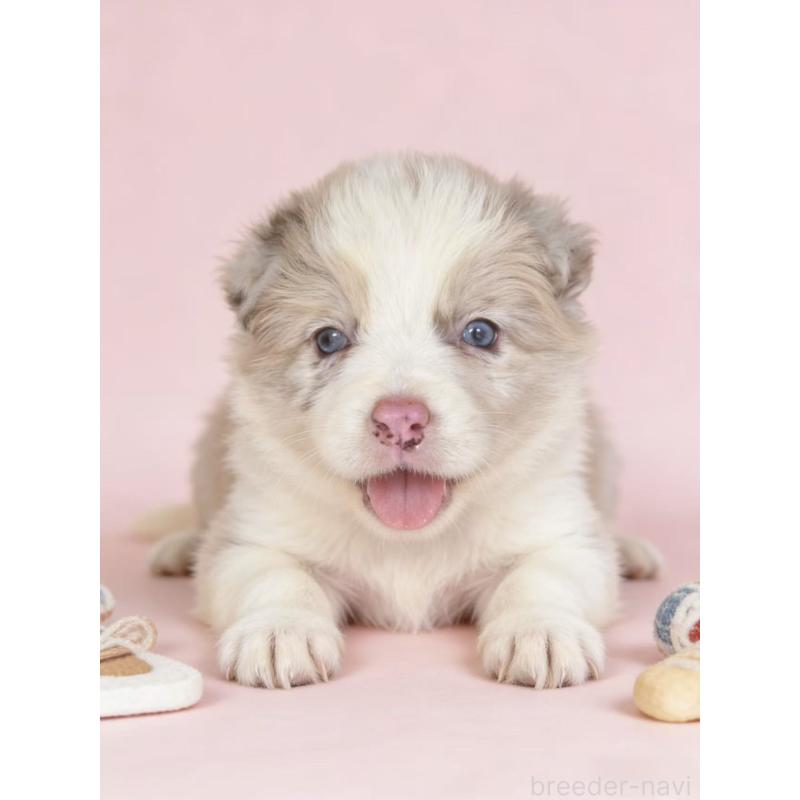 販売中の茨城県のボーダーコリー-449209の4枚目